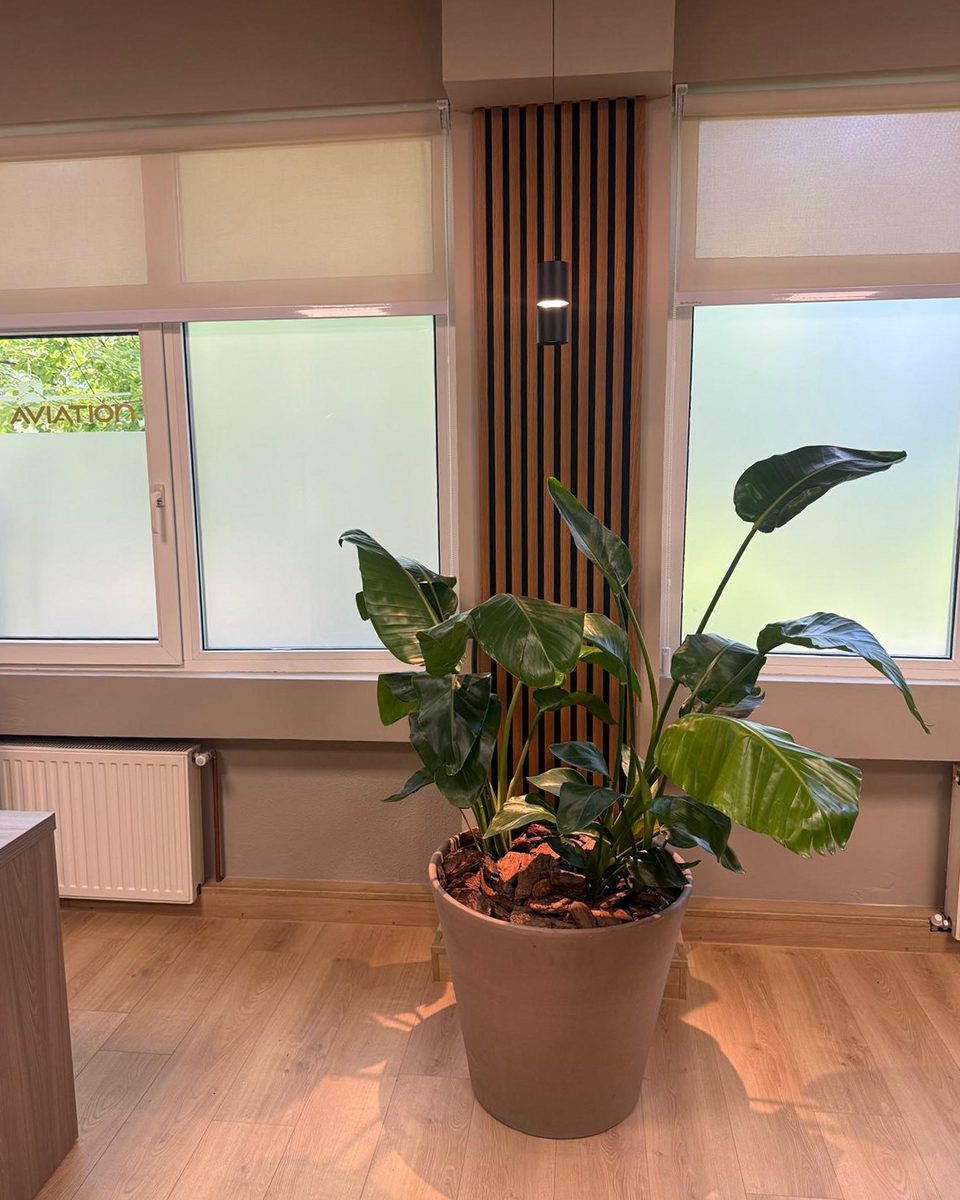 Window bay: a large potted strelitzia in a terracotta planter between two frosted windows.